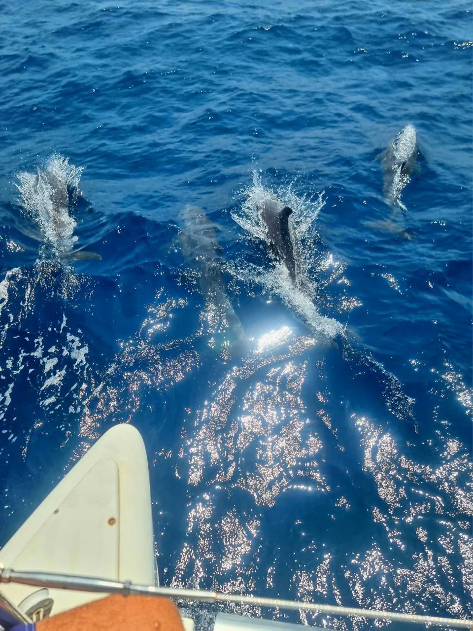 Wildlife & Open Sea — photo 1