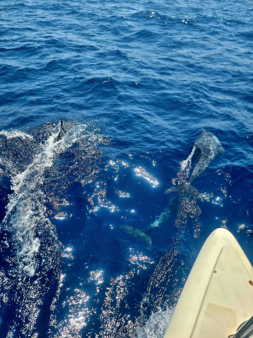Wildlife & Open Sea — photo 2