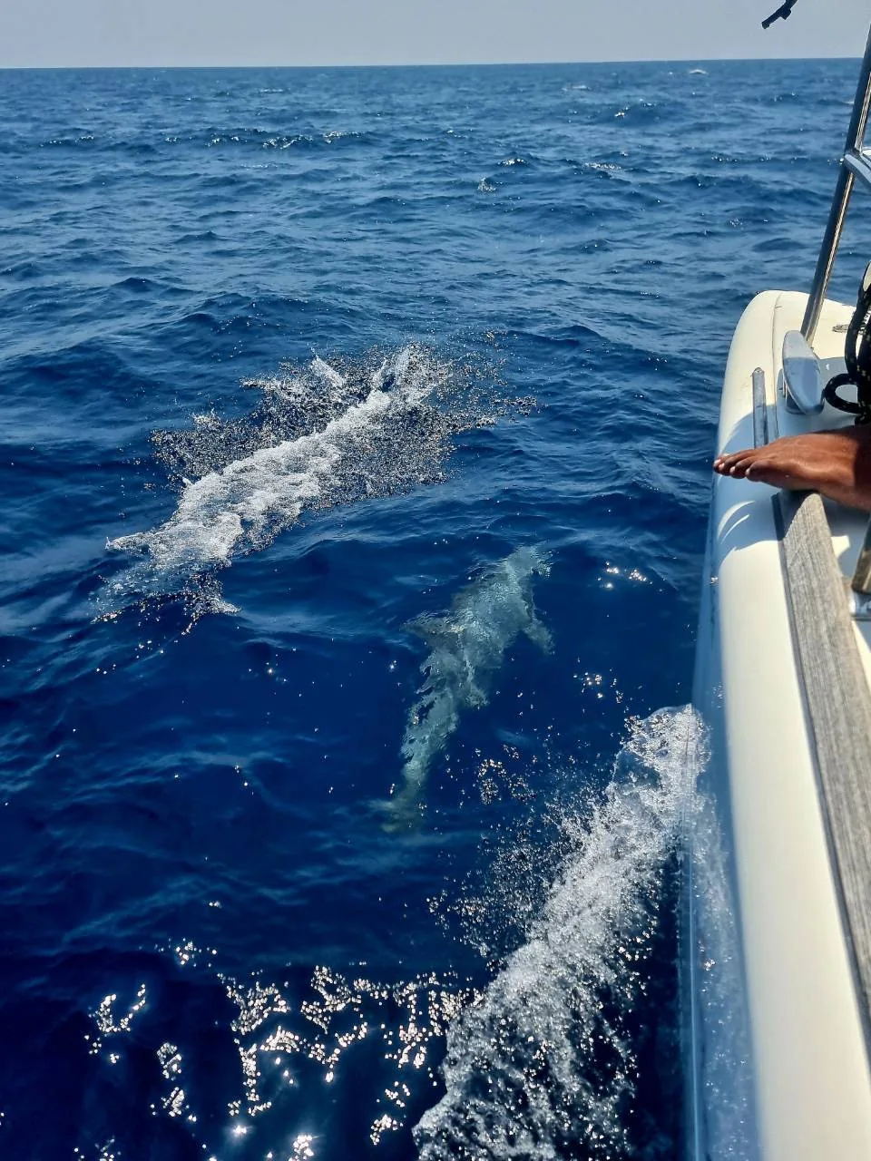 Wildlife & Open Sea — photo 5