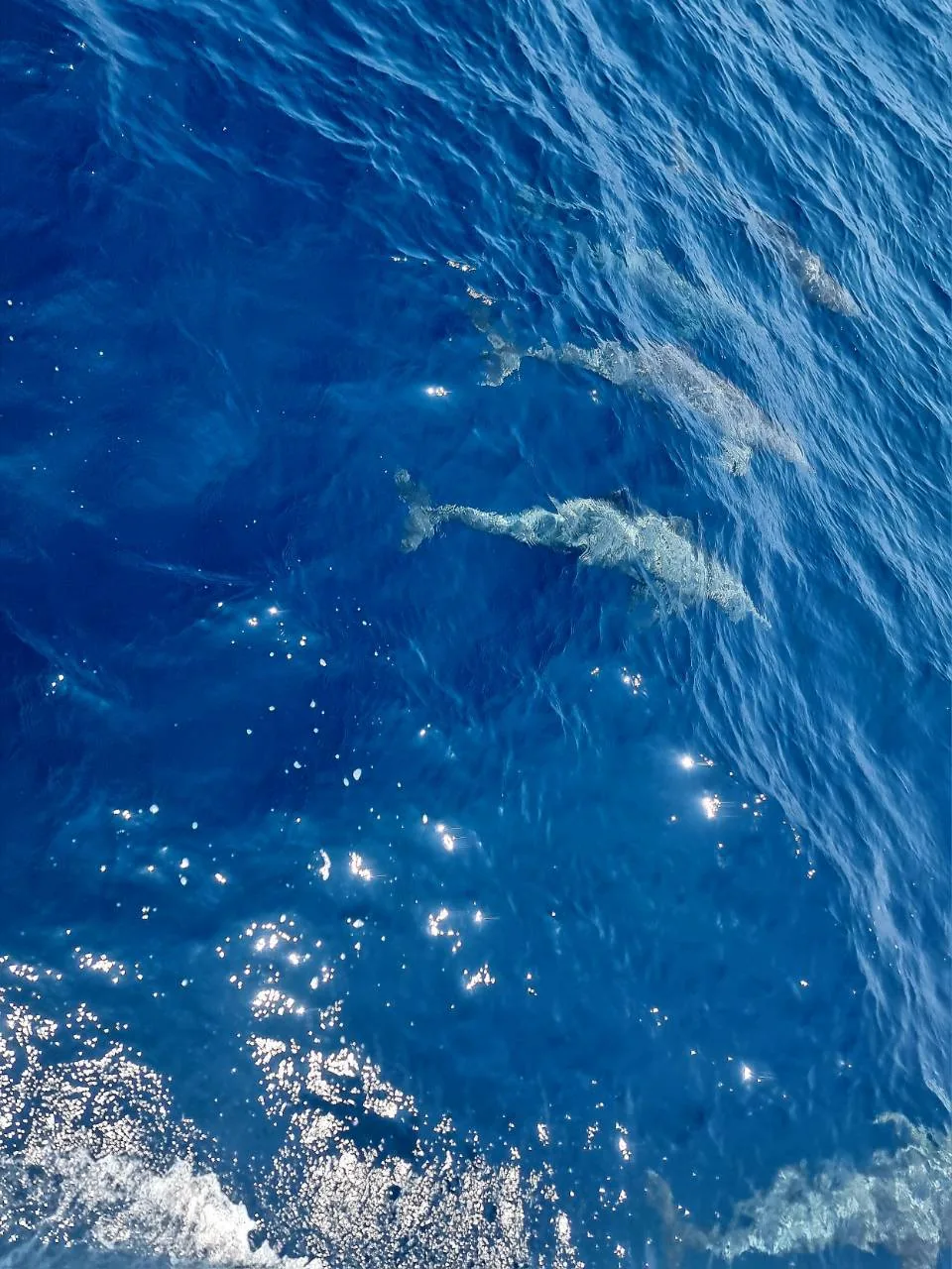 Wildlife & Open Sea — photo 6